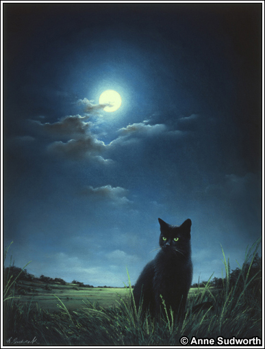 Midnight Cat